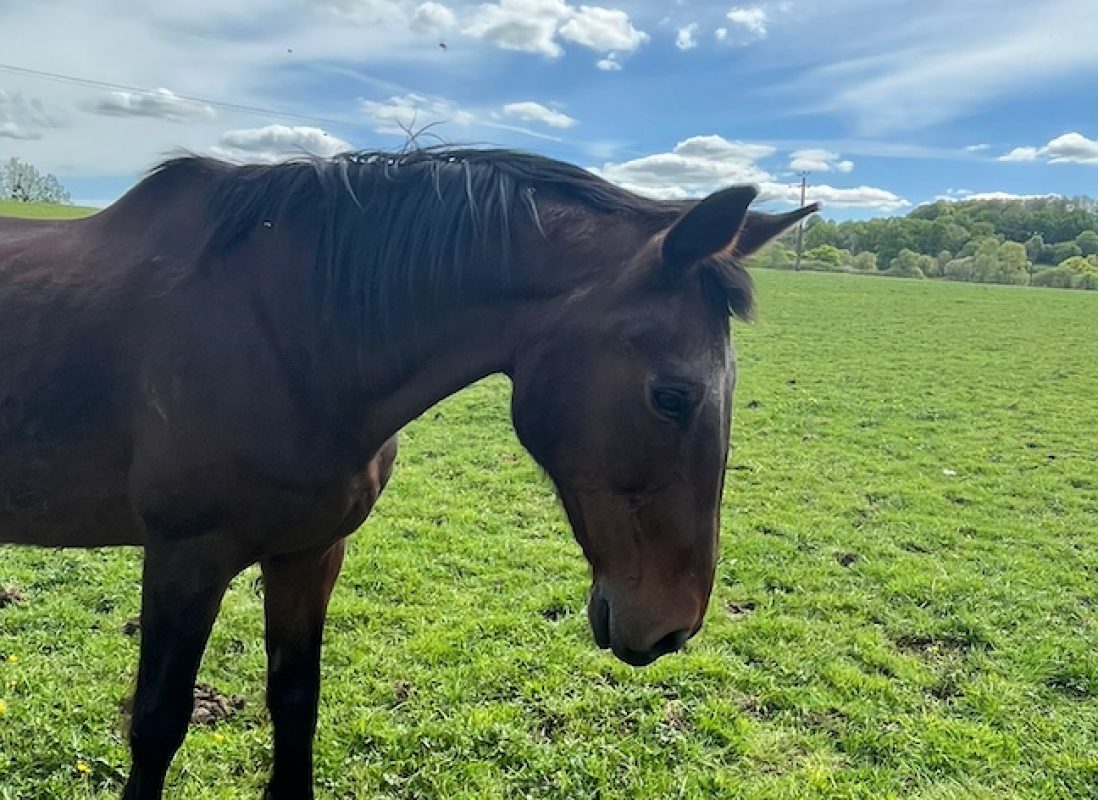 Montecristo - Equidé Cheval à adopter