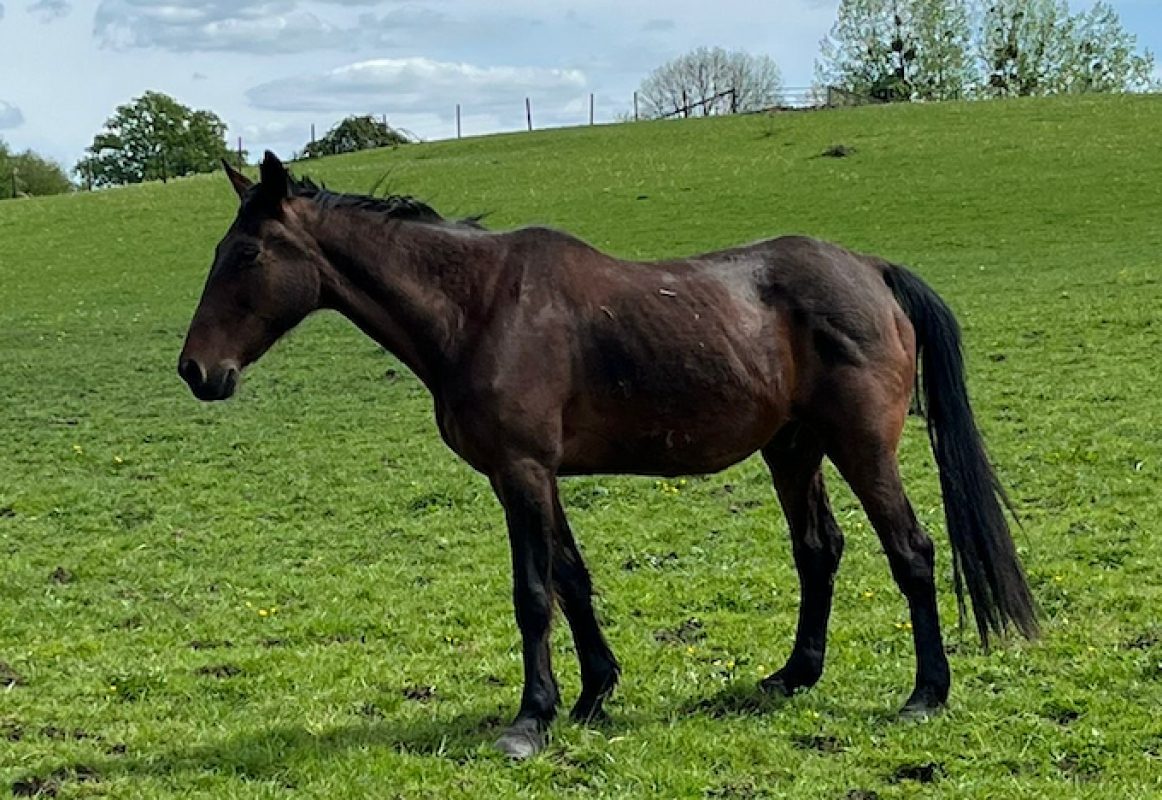 Montecristo - Equidé Cheval à adopter - photo 2