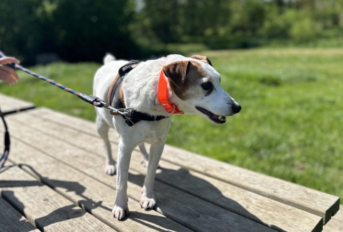 Isard - Chien à adopter - photo 2