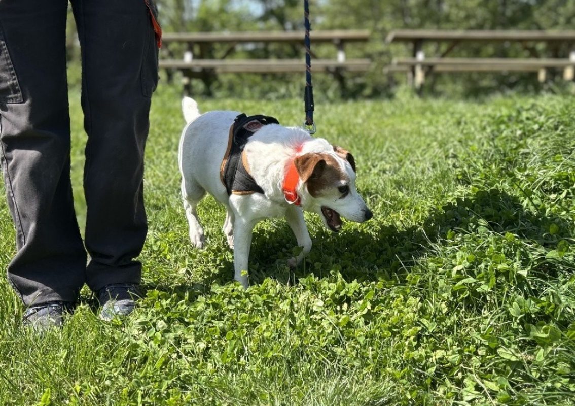 Isard - Chien à adopter - photo 3