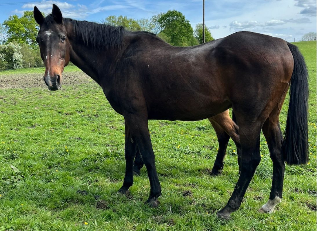 Marlon - Equidé Cheval à adopter