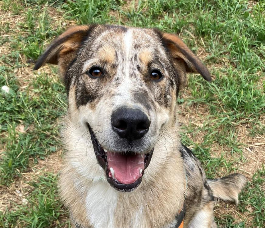 Photo #1 de Minotaure