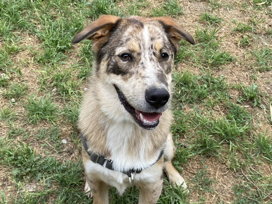 Photo #2 de Minotaure