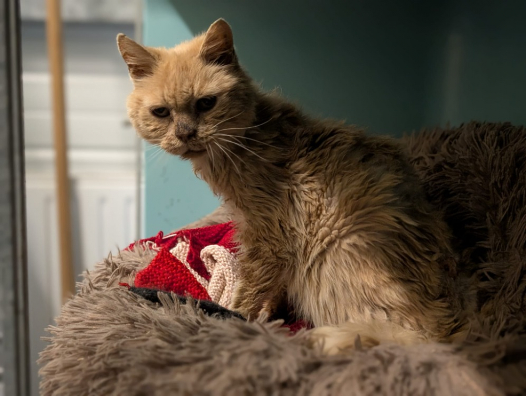 Photo #2 de Garfield