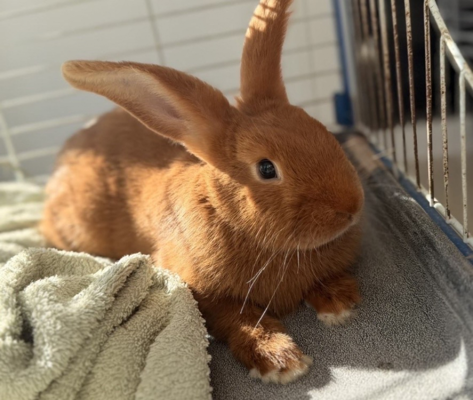 Photo de Pimprenelle