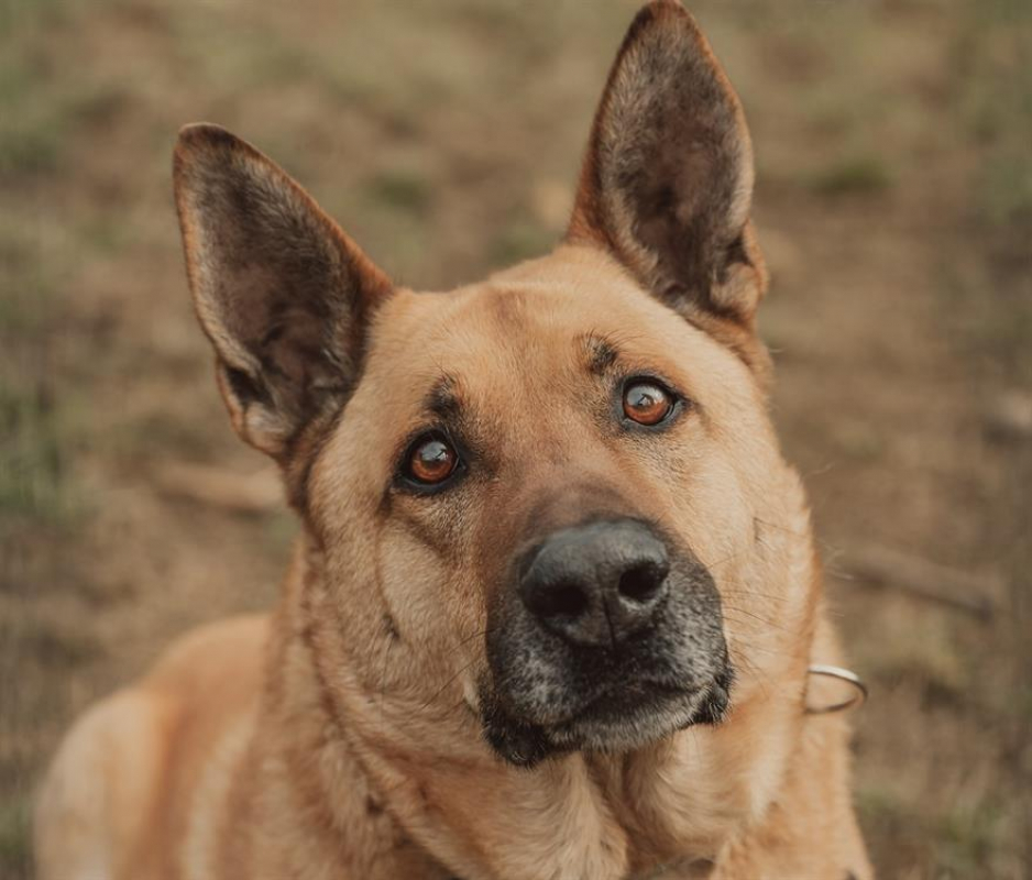 Arko - Chien Berger Belge Malinois à adopter