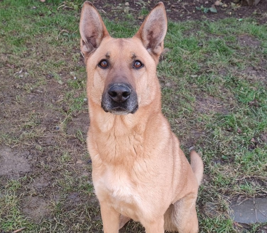 Arko - Chien Berger Belge Malinois à adopter - photo 5