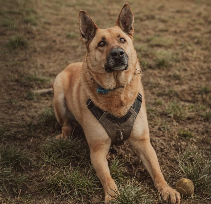 Arko - Chien Berger Belge Malinois à adopter - photo 2