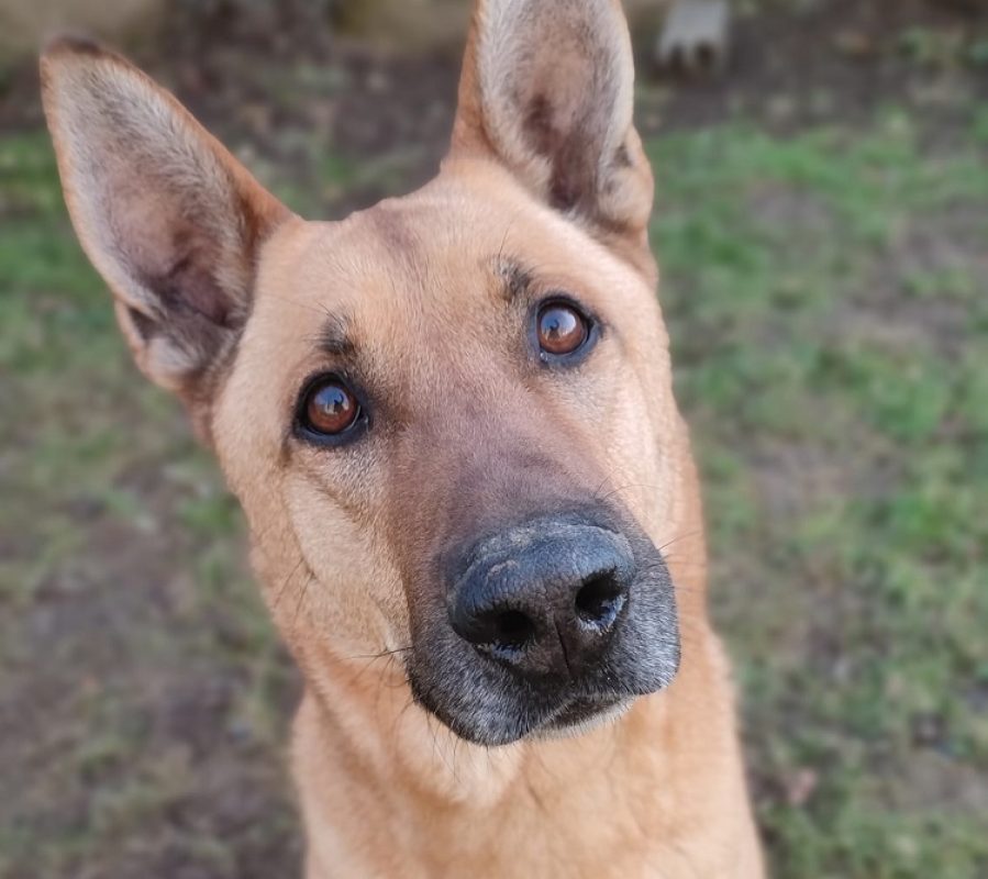 Arko - Chien Berger Belge Malinois à adopter - photo 4