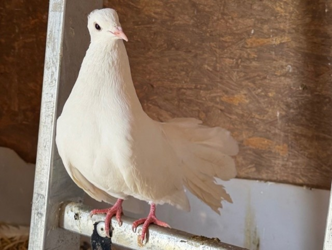 Photo de Invisible birdy