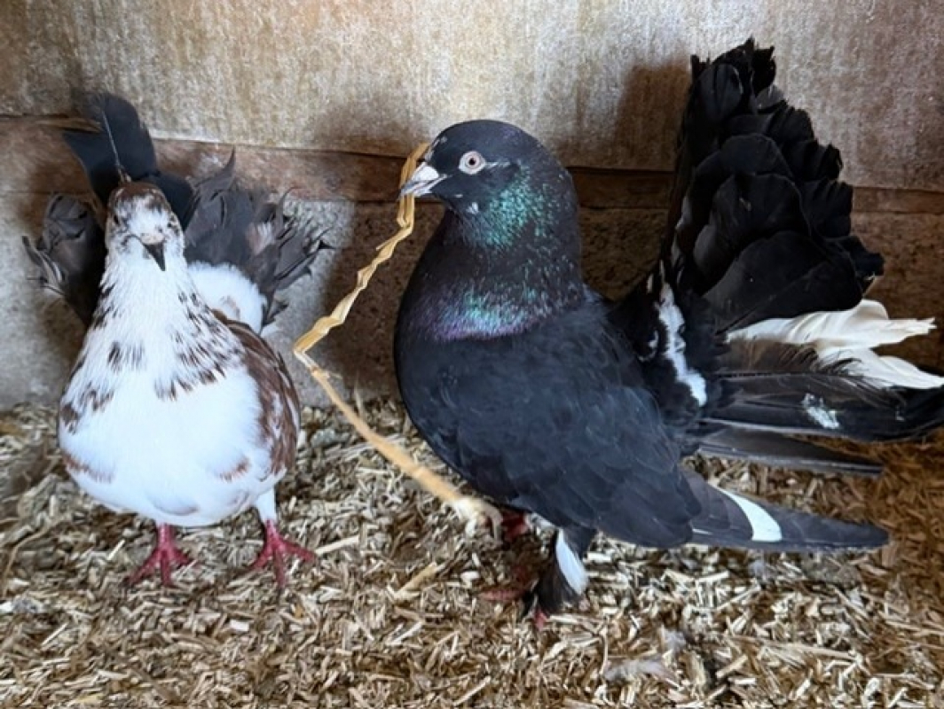 Photo de Mr fantastic