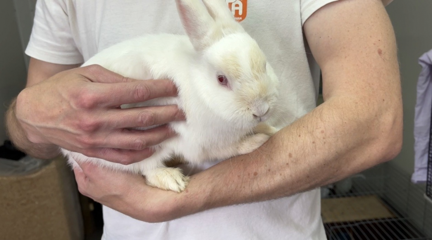 Photo #1 de Blanchette