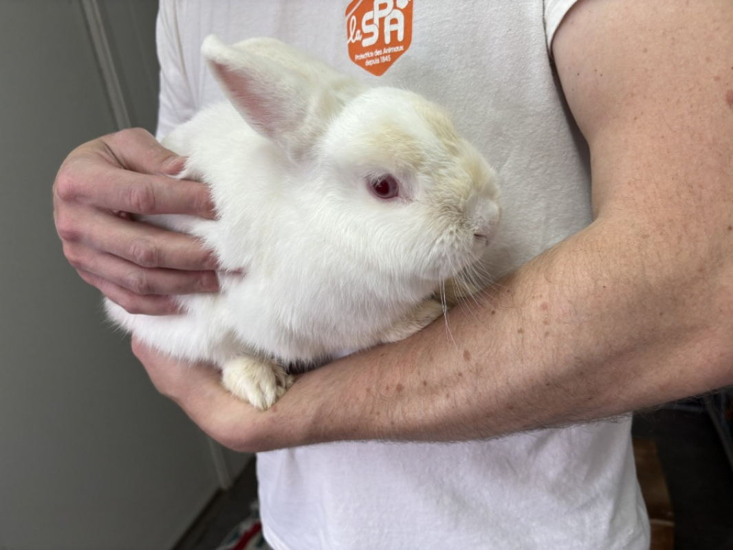 Photo #2 de Blanchette