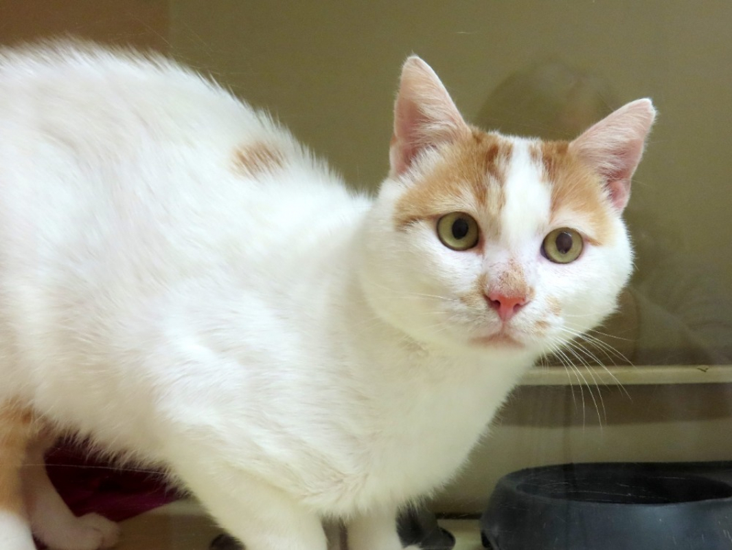 Sekani - Chat Européen à adopter - photo 2