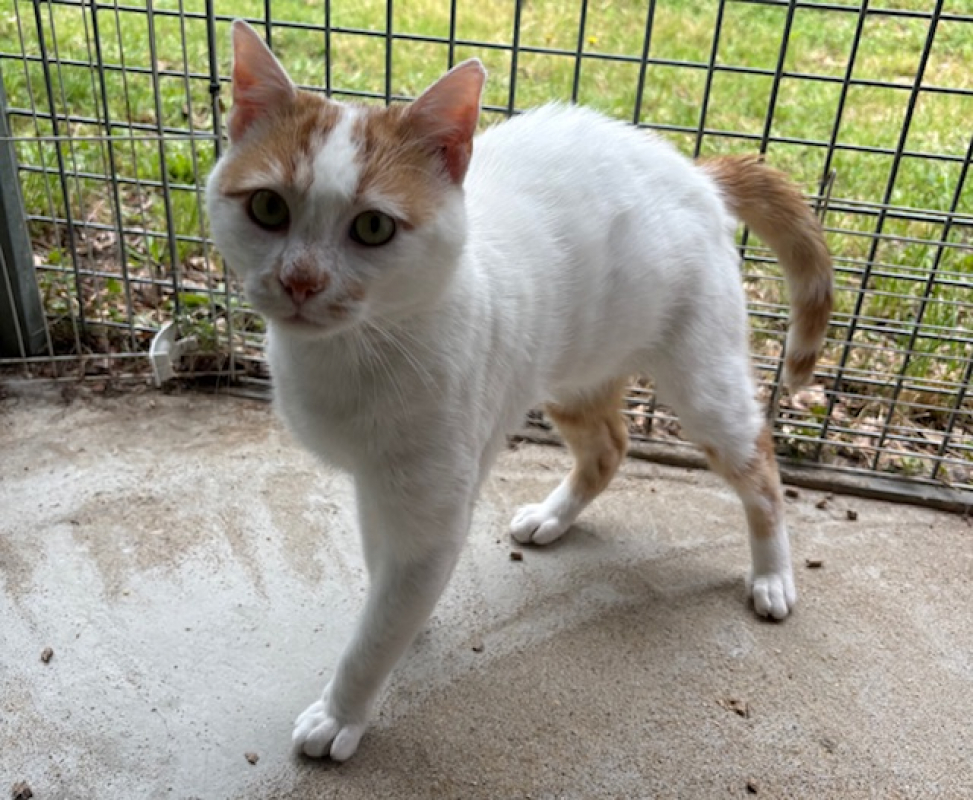 Sekani - Chat Européen à adopter - photo 3