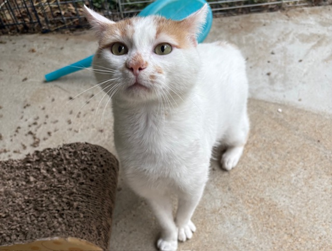 Sekani - Chat Européen à adopter - photo 4