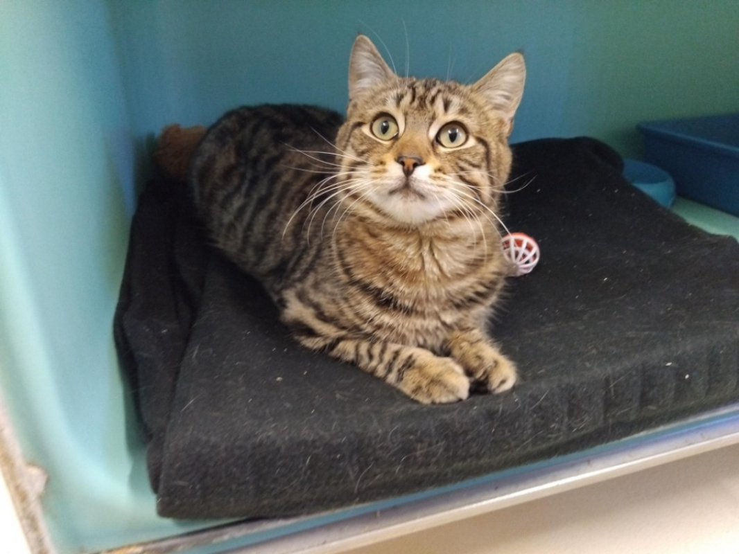 Photo #1 de Petit loup