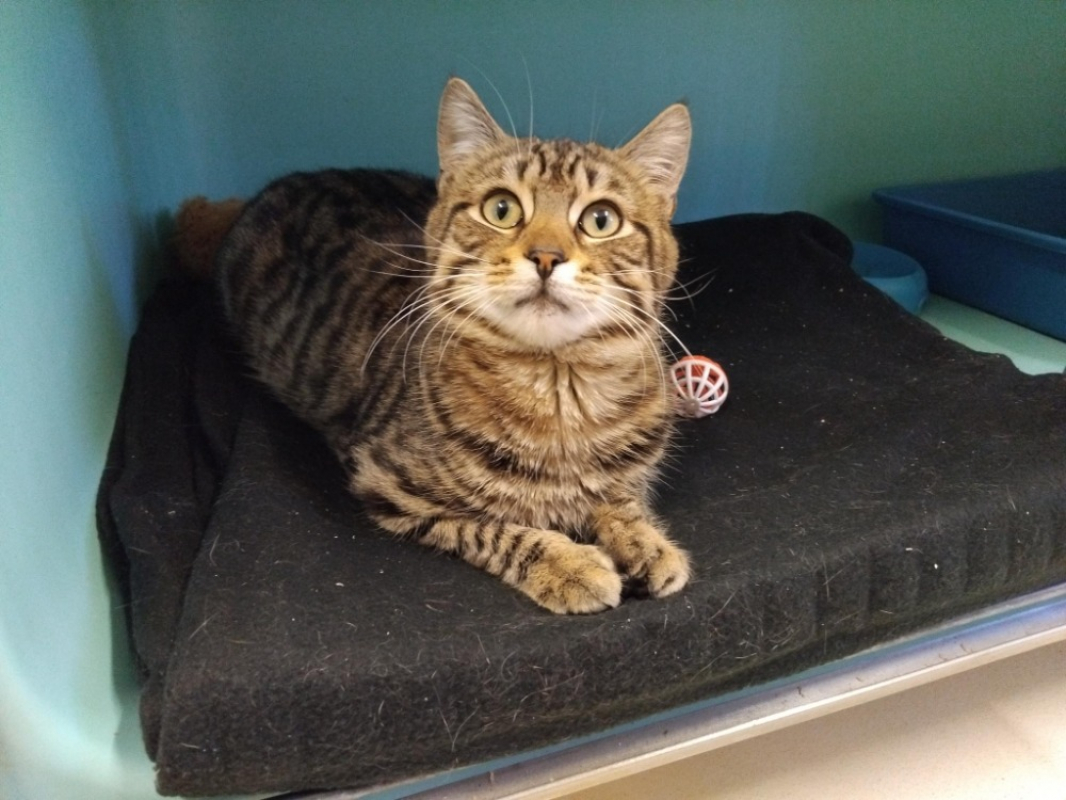 Photo #2 de Petit loup