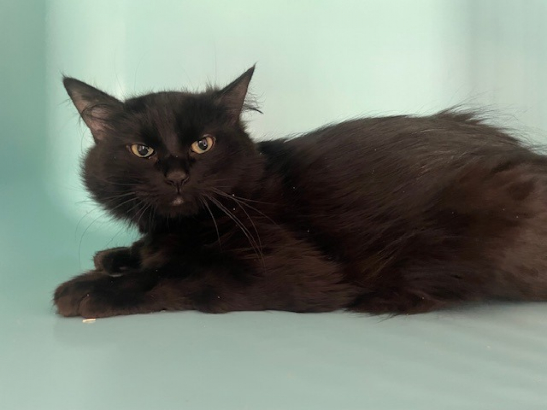 Photo #1 de Victoire