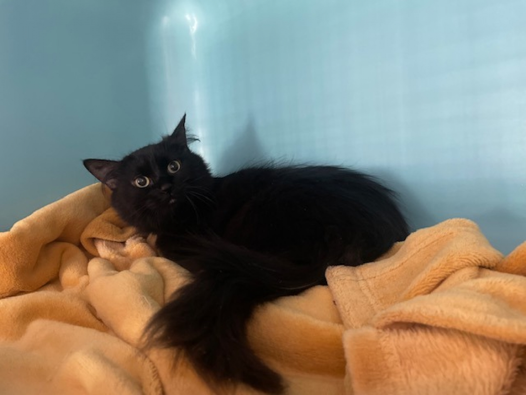 Photo #2 de Victoire