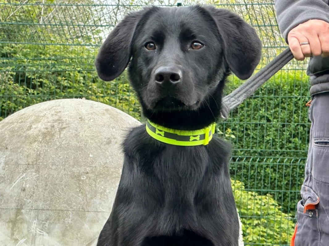 Photo #1 de Capucine