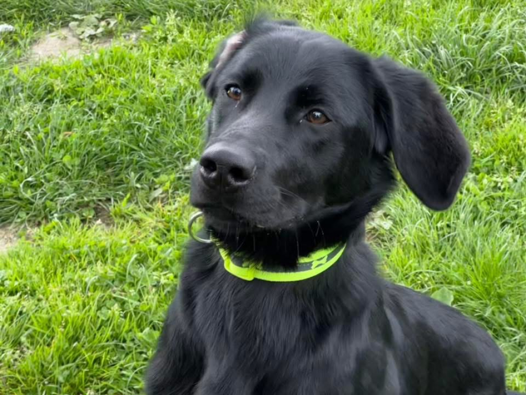 Photo #2 de Capucine