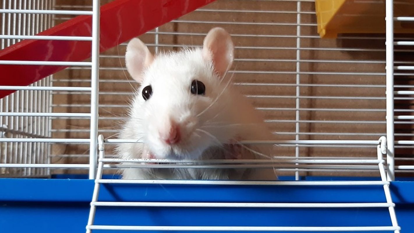 Annette - Rat à adopter à Millau (12) - Animaux.fr