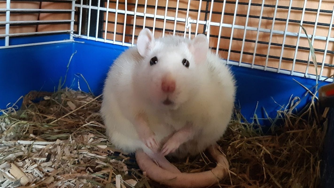 Annette - Rat à adopter à Millau (12) - Animaux.fr