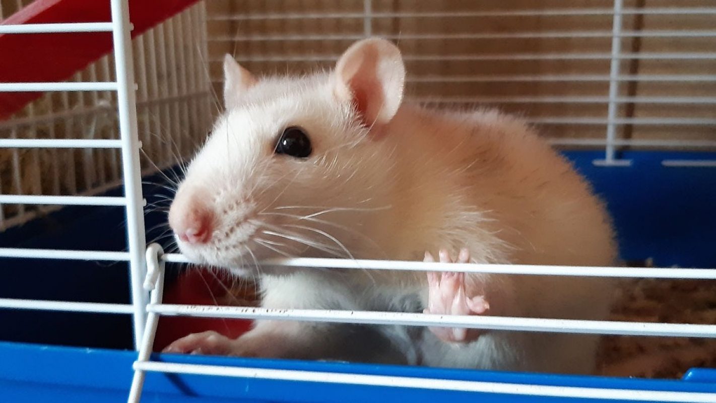 Annette - Rat à adopter à Millau (12) - Animaux.fr