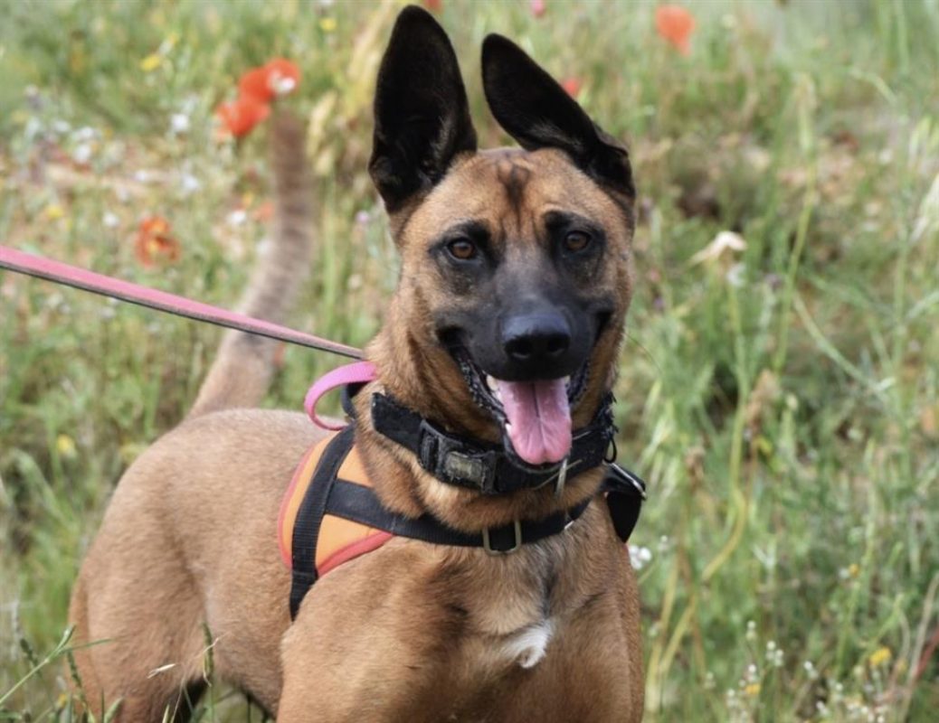 Princesse - Chien Berger Belge Malinois à adopter