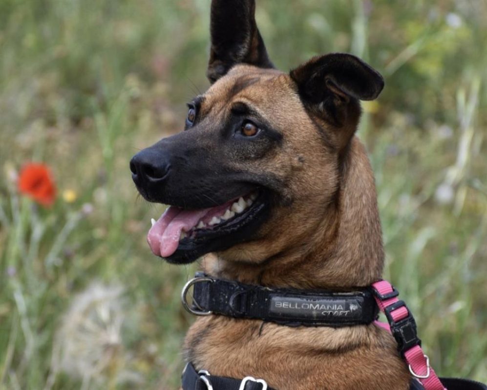 Princesse - Chien Berger Belge Malinois à adopter - photo 2
