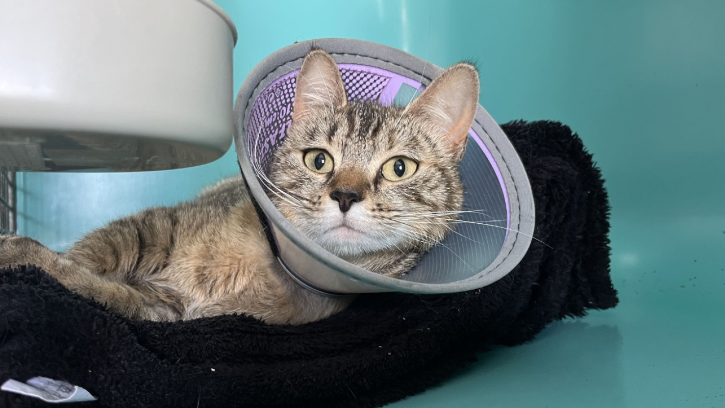 Photo #1 de Joséphine