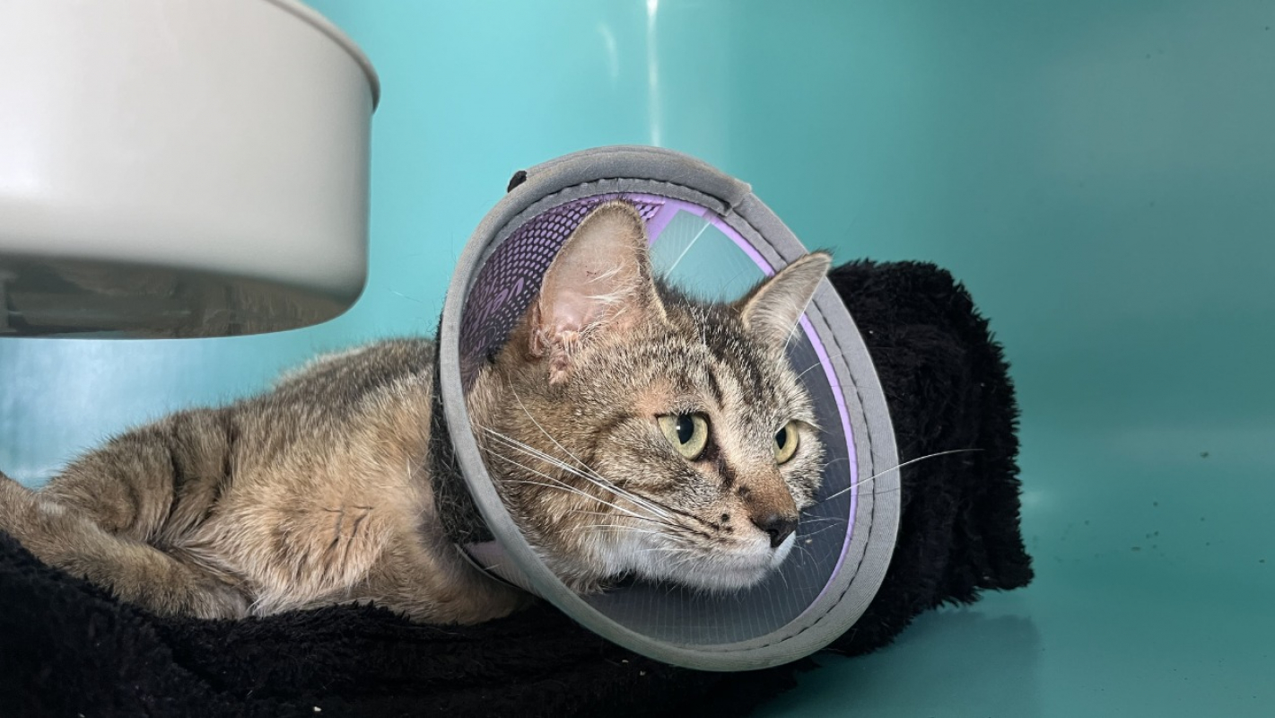 Photo #2 de Joséphine