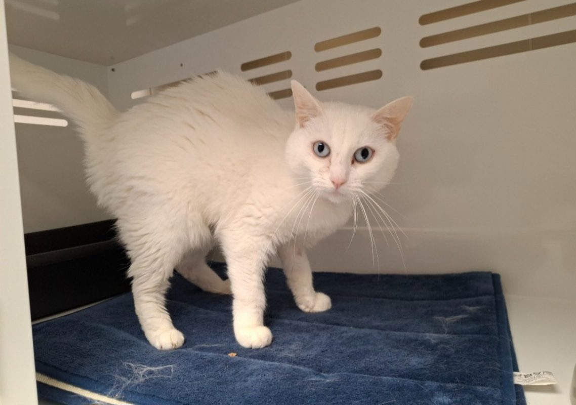 Xaya - Chat Européen à adopter