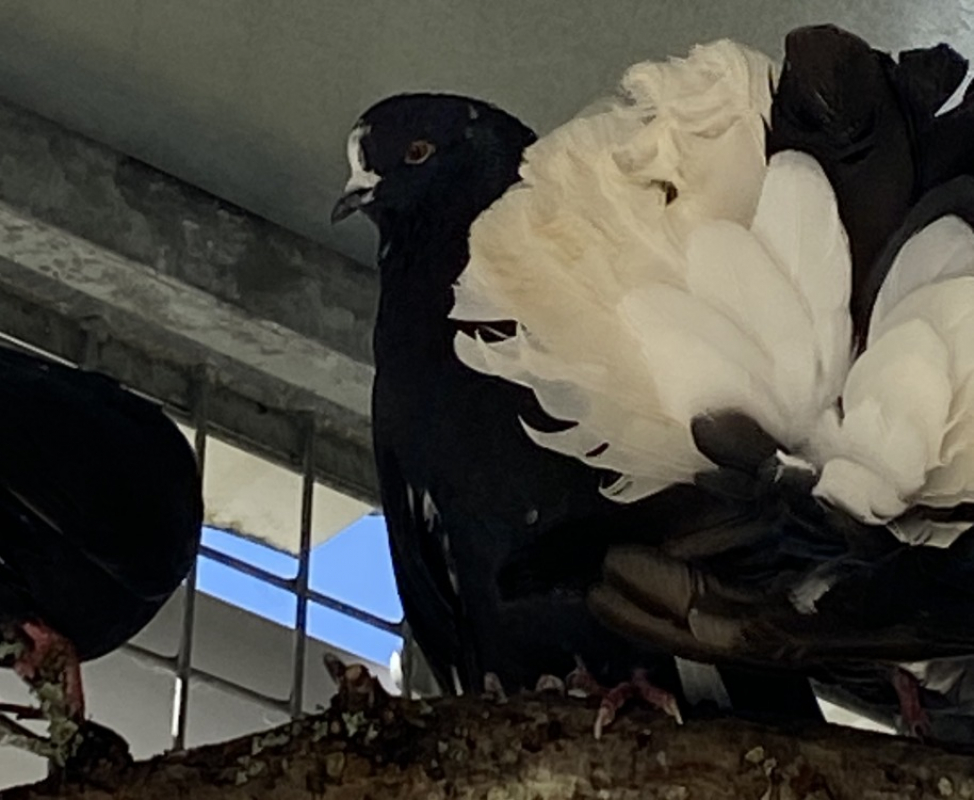 Photo de Poichigeon qnac