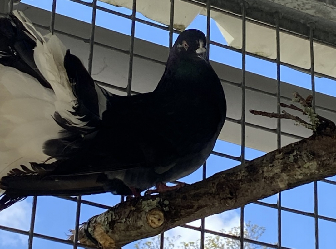 Photo de Passerouge qnac