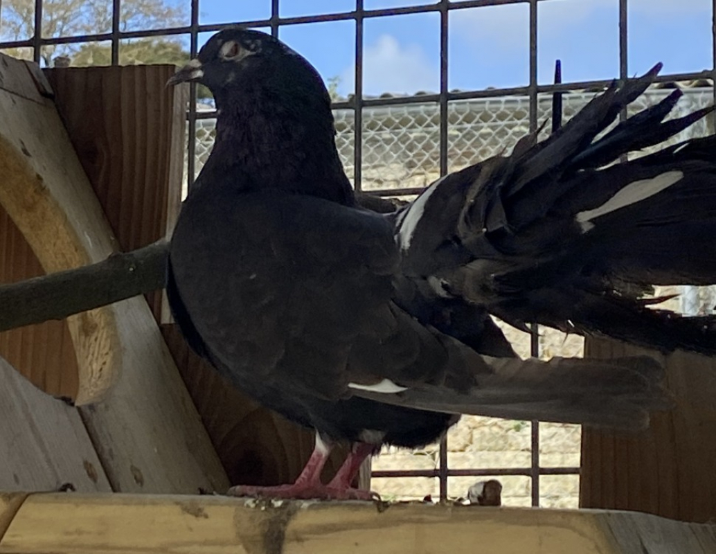 Photo de Piafabec qnac