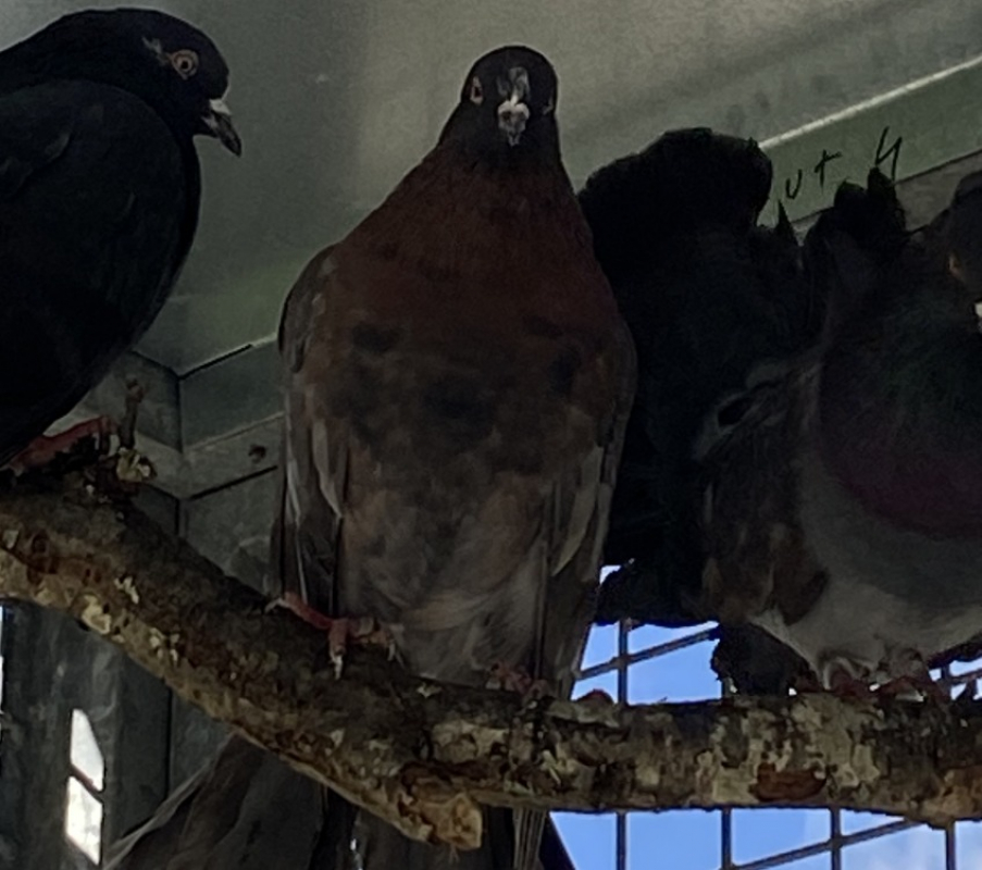 Photo de Bekipan qnac