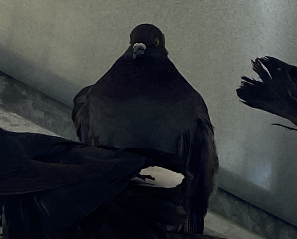 Photo de Piclairon qnac