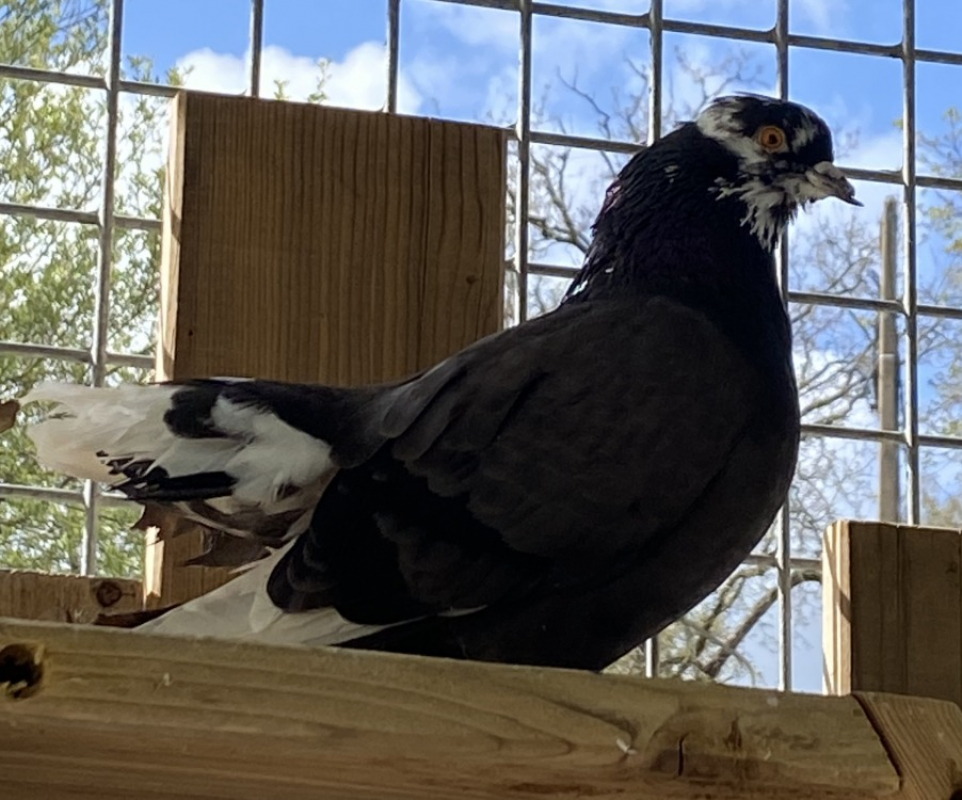 Photo de Nirondelle qnac