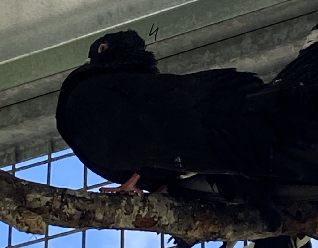 Photo de Picassaut qnac