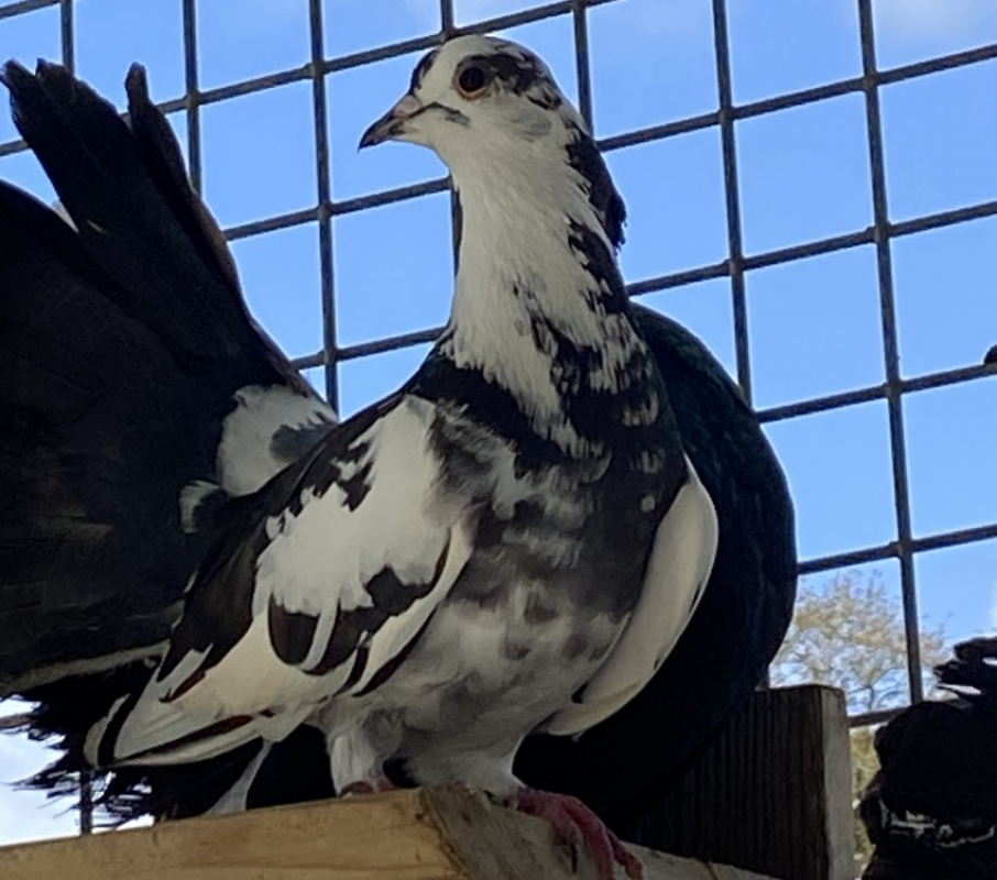 Photo de Bleuseille qnac