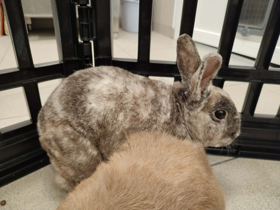 Photo de Sapereau qnac