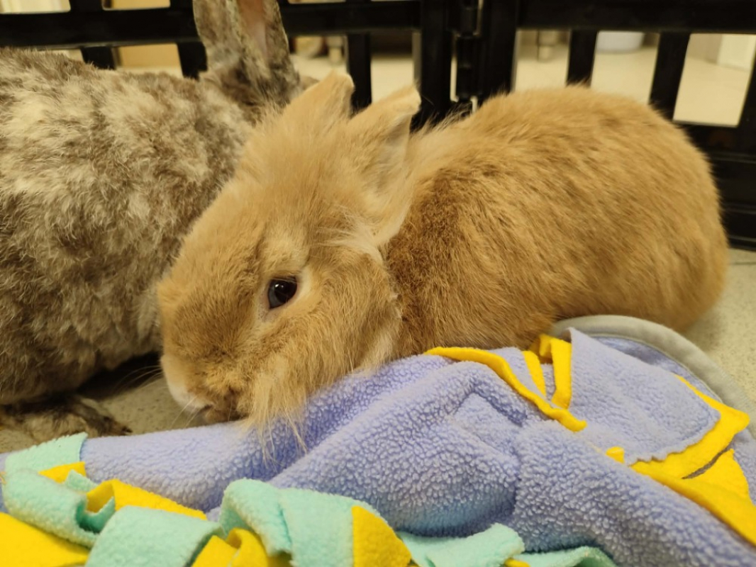 Photo de Lockpin qnac