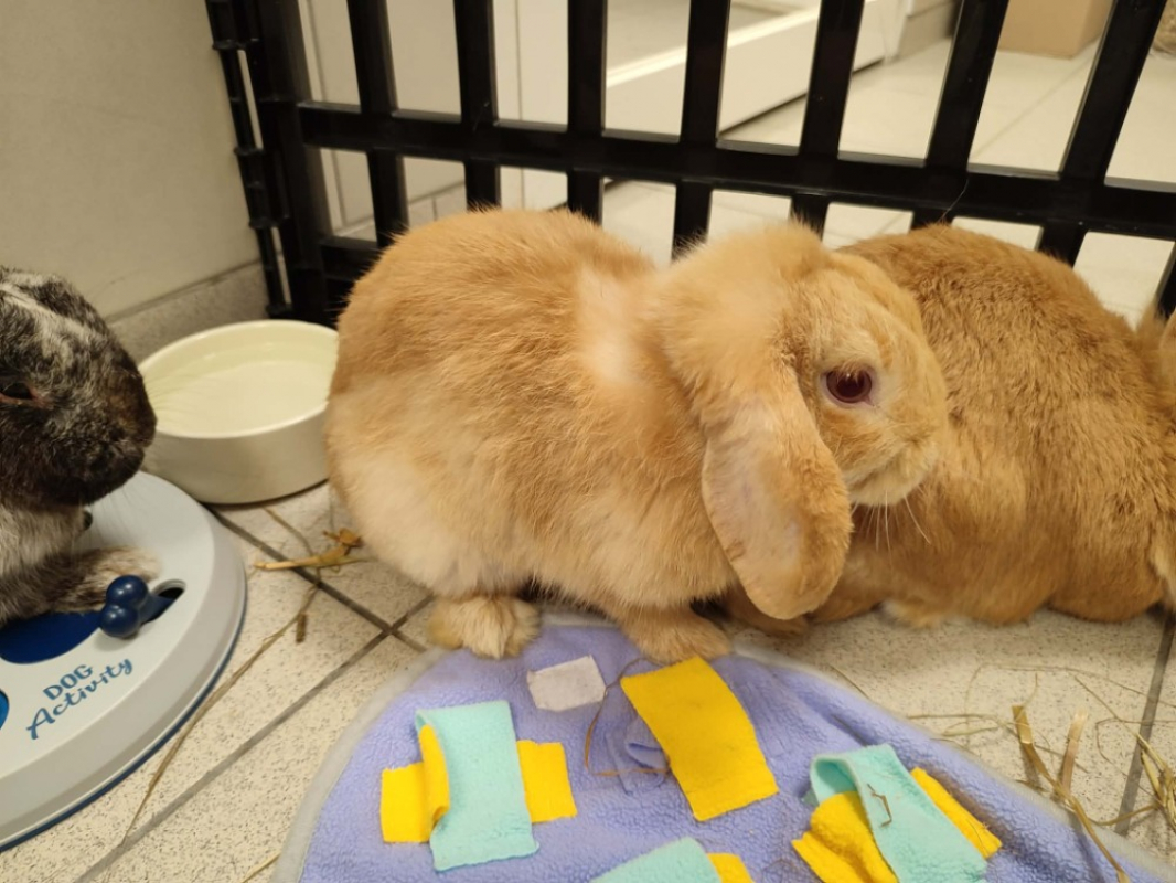 Photo de Carottchu qnac