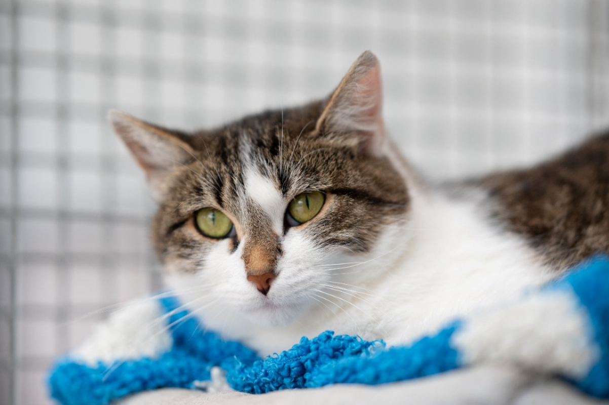 Photo #1 de Aquarelle