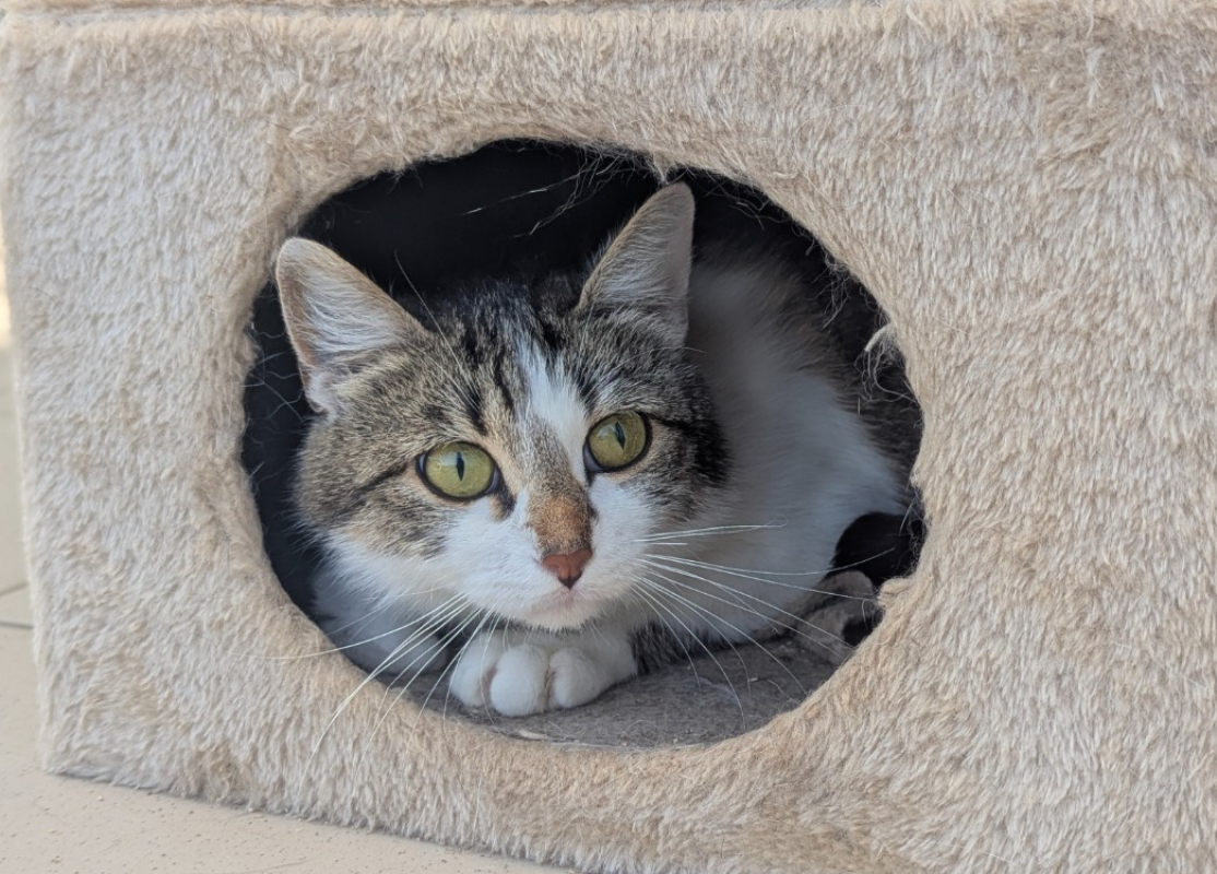 Photo #2 de Aquarelle