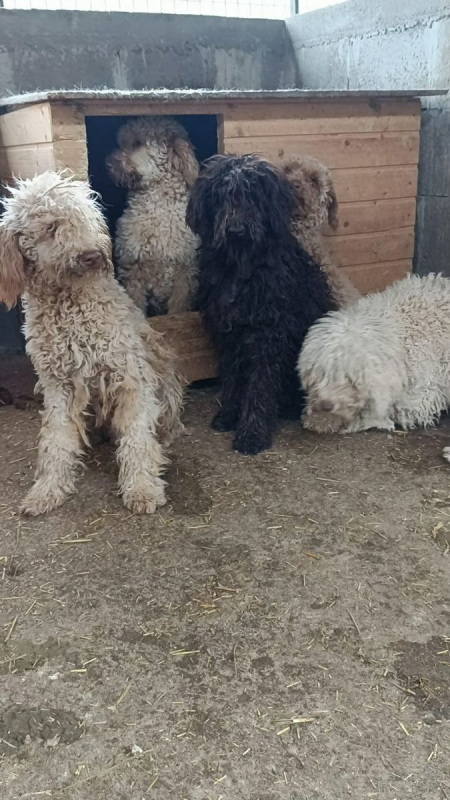 Photo #3 de PATACHOU