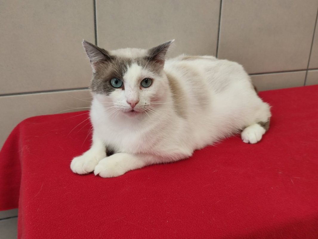 Sparrow - Chat Européen à adopter