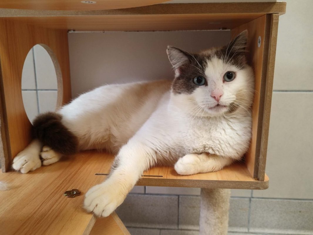 Sparrow - Chat Européen à adopter - photo 3